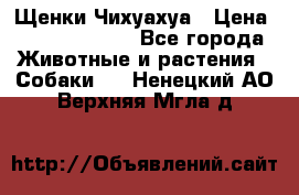 Щенки Чихуахуа › Цена ­ 12000-15000 - Все города Животные и растения » Собаки   . Ненецкий АО,Верхняя Мгла д.